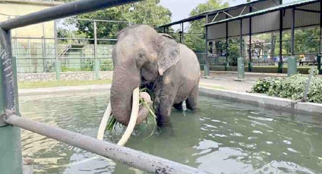 Thai mahouts meet sick jumbo in Sri Lanka